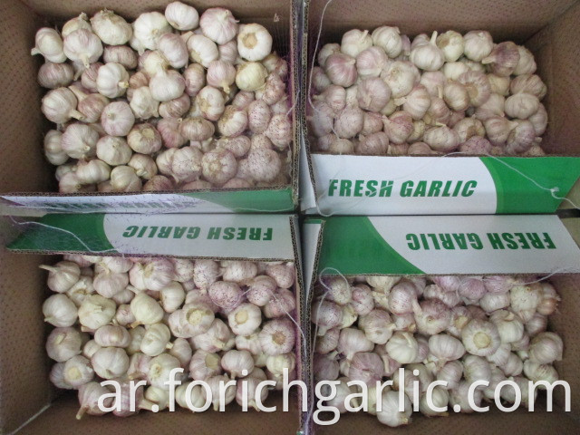 Fresh Garlic 2019